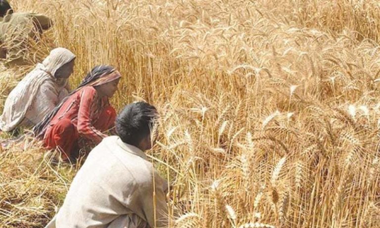 Wheat stock estimated at 28.16m tonnes, well over national requirements