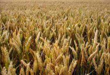 Food ministry, CCP to take action against collusion, cartelisation in wheat industry
