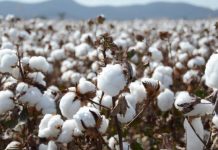 Demand for Pakistani cotton increasing in int’l markets: official