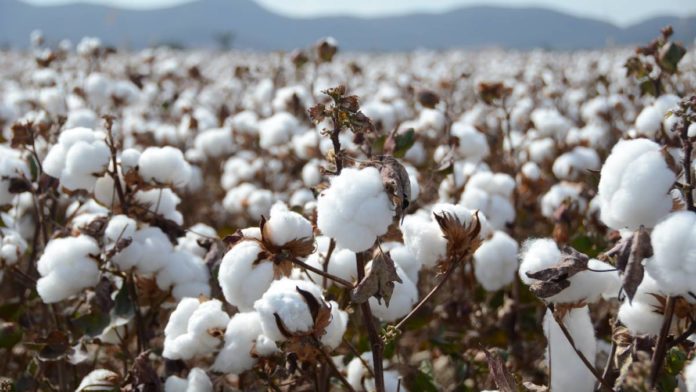 Demand for Pakistani cotton increasing in int’l markets: official