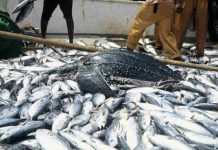 Fish, meat valuing $583.067mn exported in 08 months