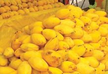 Export potential of Pakistani mango pulp stands at $500m in world market