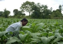Tobacco growers stand divided on implementation of advance tax