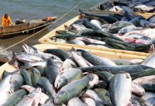 Fish exports drop 4.11pc to $406m