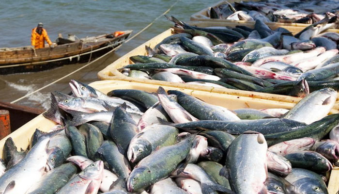 Fish exports drop 4.11pc to $406m