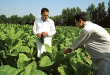 Tobacco growers condemn imposition of Rs300 tax on farmers