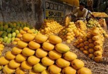 Severe seasonal changes threaten mango Crop, anticipated 20% decrease in production raises concerns