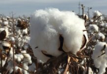 Govt mulls viable policy to ensure competitive rates of cotton for textile sector
