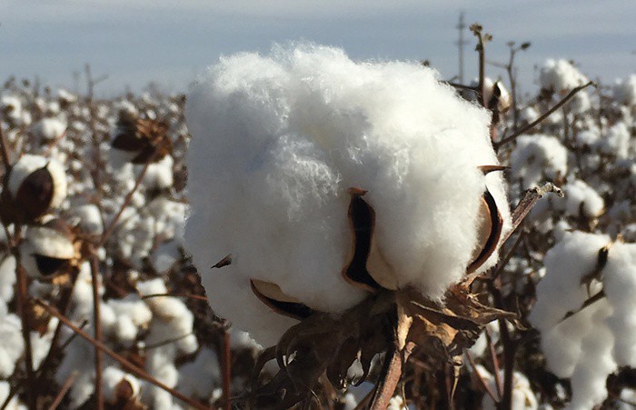 Govt mulls viable policy to ensure competitive rates of cotton for textile sector