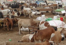 The one time of year the cash rains down on Sibi