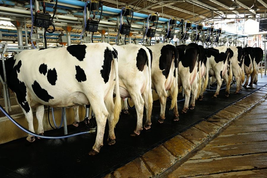 PFVA, ICT join hands to uplift livestock sectors in Sindh, Balochistan