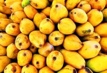 Pakistani mango festival to commence in Dubai from 11th