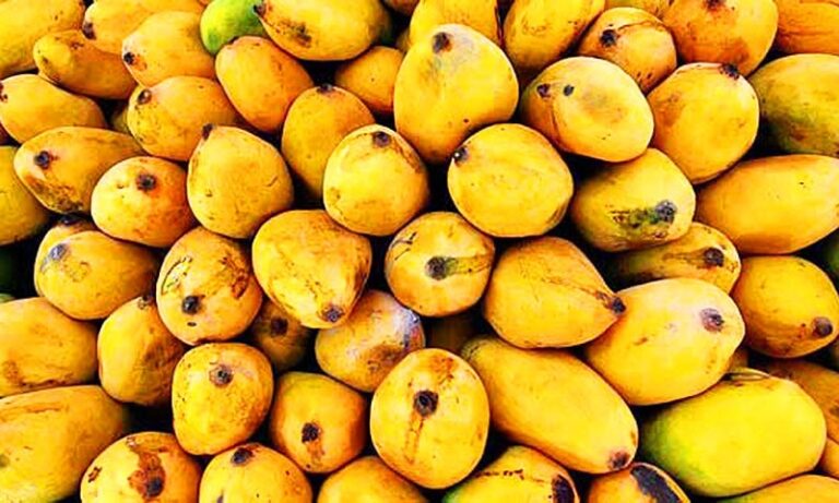 Pakistani mango festival to commence in Dubai from 11th