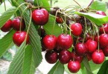 China eyes Gilgit-Baltistan for cherry imports