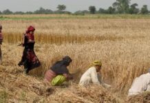 Govt urged to launch micro-credit schemes for small farmers