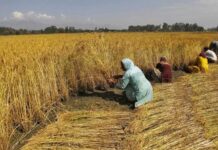 Agri credit outreach grows 8pc to 4m farmers