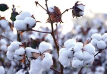 Export of raw cotton increases 99.6pc in July