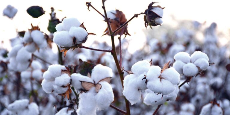 Export of raw cotton increases 99.6pc in July 