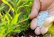 Punjab to offer Rs3,000 fertilizer subsidy for wheat growers in Rabi season