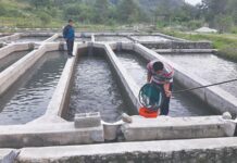 Govt launches Rs2.35bn Swat fish farming project