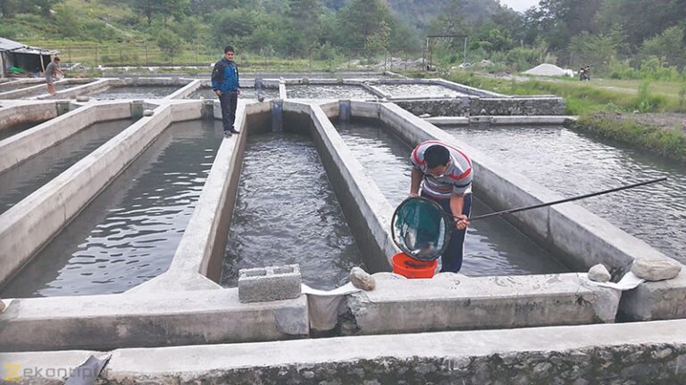 Govt launches Rs2.35bn Swat fish farming project