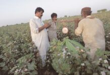 Govt assures cotton growers of fair prices