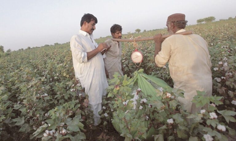 Govt assures cotton growers of fair prices