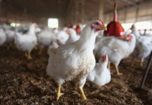 Govt to launch three livestock projects worth Rs7.4bn this month