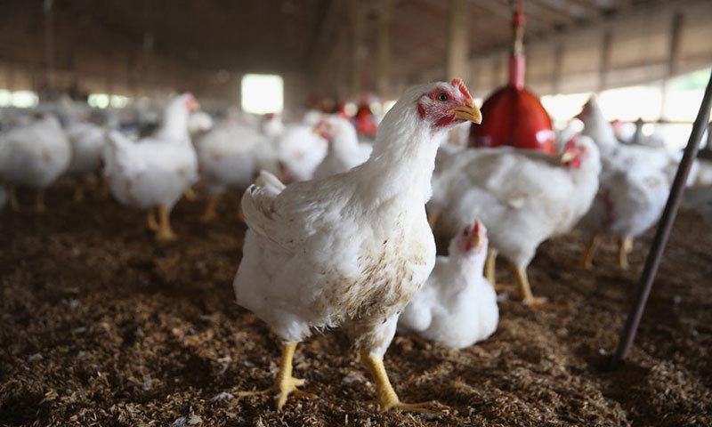 Govt to launch three livestock projects worth Rs7.4bn this month