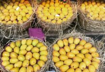 Pakistan likely to surpass mango export target