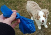 Energy companies turn to animal dung for clean power