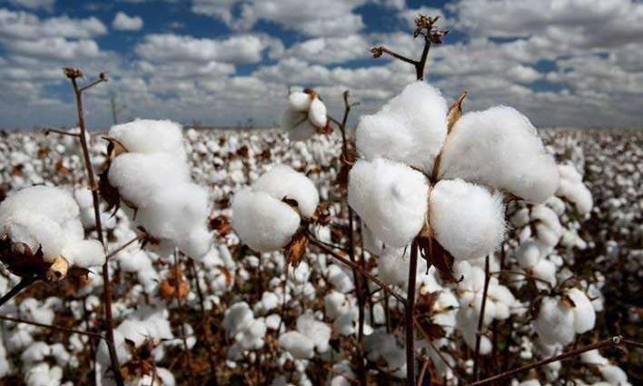 Insufficient cotton production to lower GDP growth, inflate import bill