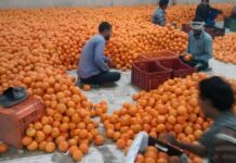 Uniform rate for kinnow to jeopardise exports: PFVA