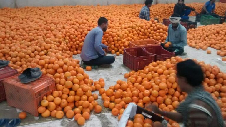 Uniform rate for kinnow to jeopardise exports: PFVA