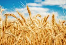 Govt to import 1.4mn tonnes wheat to fulfill shortfallÂ