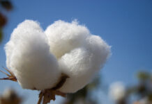 In desperate bid for cotton, textile manufacturers turn to US AmbassadorÂ