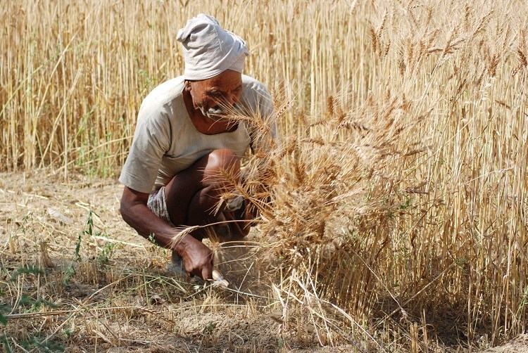 NA body recommends wheat support price at Rs1,400