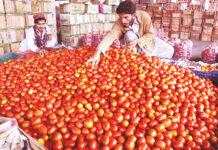 Traders demand immediate import of tomatoes from Iran