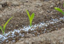 Urea sales decline 74pc in October