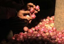 Pakistan to export 300 tonnes of onions to Bangladesh