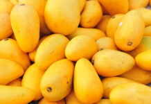 Pakistan to begin mango exports on May 25, targeting $90 million in earnings