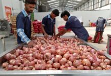 Tenfold rise in onion prices leaves Indians teary-eyed