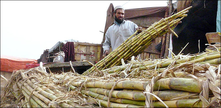 Punjab sugar mills halt crushing owing to ‘non-availability of sugarcane’
