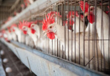 Poultry sector hits all-time low in 2019