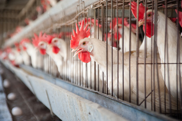 Poultry sector hits all-time low in 2019