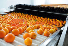 Govt targets 300,000 tonnes of kinnow export this season