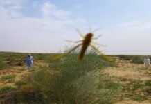 Farmers seek insurance against Locust attacks
