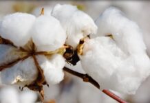 Cotton arrivals fall 20pc to 8.1m bales