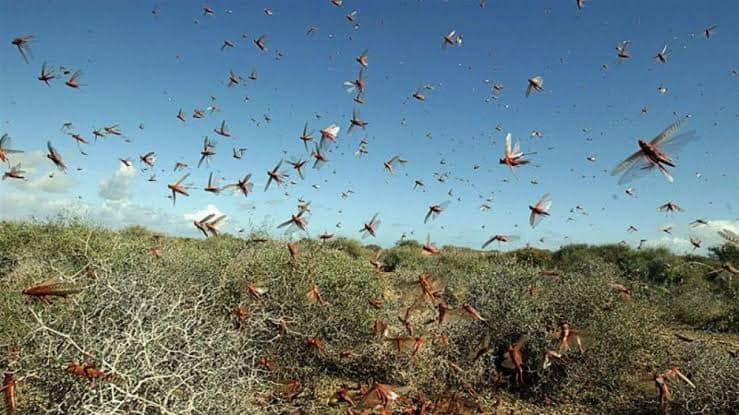 Govt mulls seeking army's help to protect crops from locusts