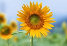 Punjab govt to cultivate sunflower across 210,000 acres this yearÂ